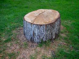 Best Stump Grinding and Removal  in Bound Brook, NJ