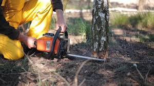 Best Storm Damage Tree Cleanup  in Bound Brook, NJ