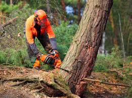 Best Storm Damage Tree Cleanup  in Bound Brook, NJ