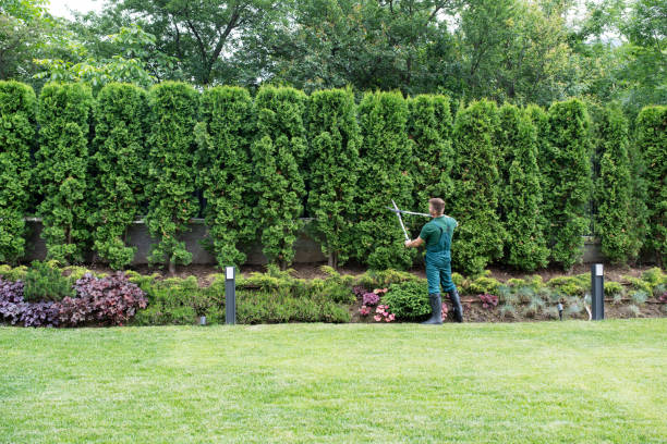 Best Fruit Tree Pruning  in Bound Brook, NJ