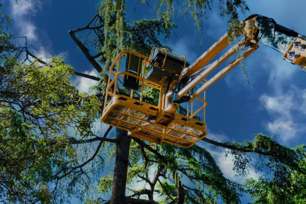 Best Tree Disease Treatment  in Bound Brook, NJ