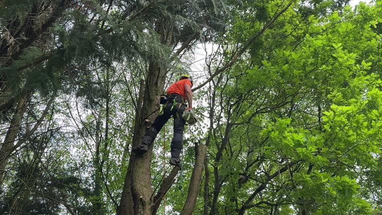 Best Commercial Tree Services  in Bound Brook, NJ