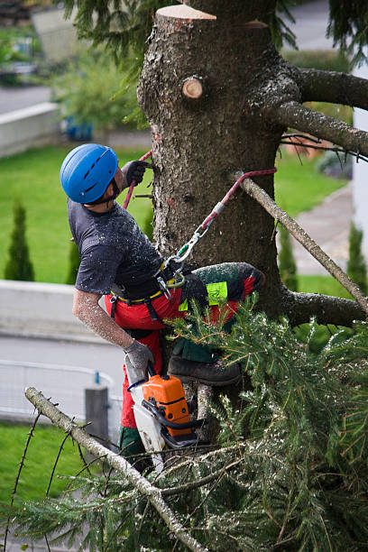 Best Tree and Shrub Care  in Bound Brook, NJ
