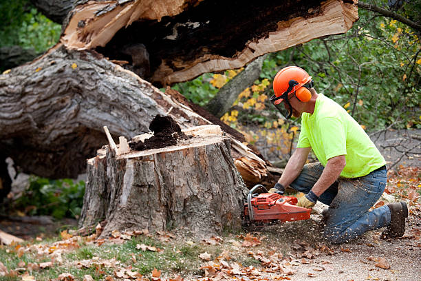 Best Seasonal Cleanup (Spring/Fall)  in Bound Brook, NJ