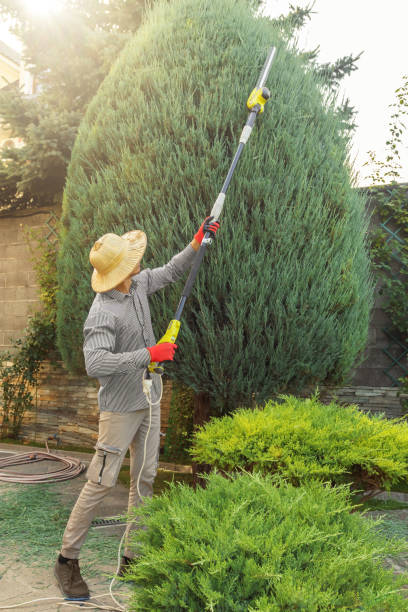 Trusted Bound Brook, NJ Tree Removal Experts