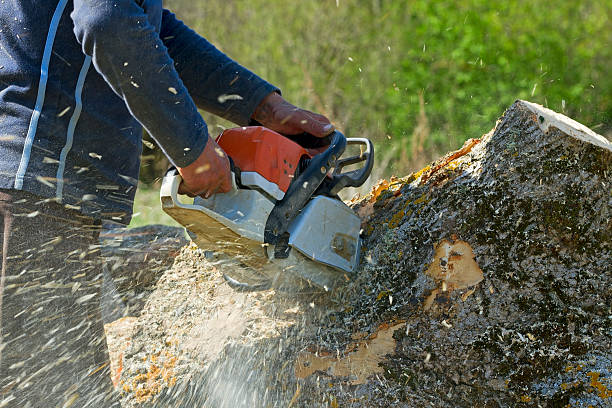 Best Tree Preservation Services  in Bound Brook, NJ