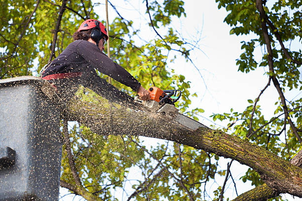 Seasonal Cleanup (Spring/Fall) in Bound Brook, NJ